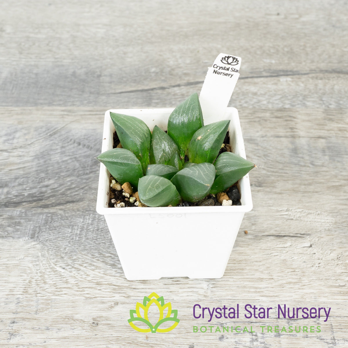 Haworthia Correcta (Korea) (LS001)