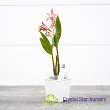 Dendrobium (Gillieston Jazz x Victorian Flare) 'Purple Flecks' x Zip Charm (D19M)