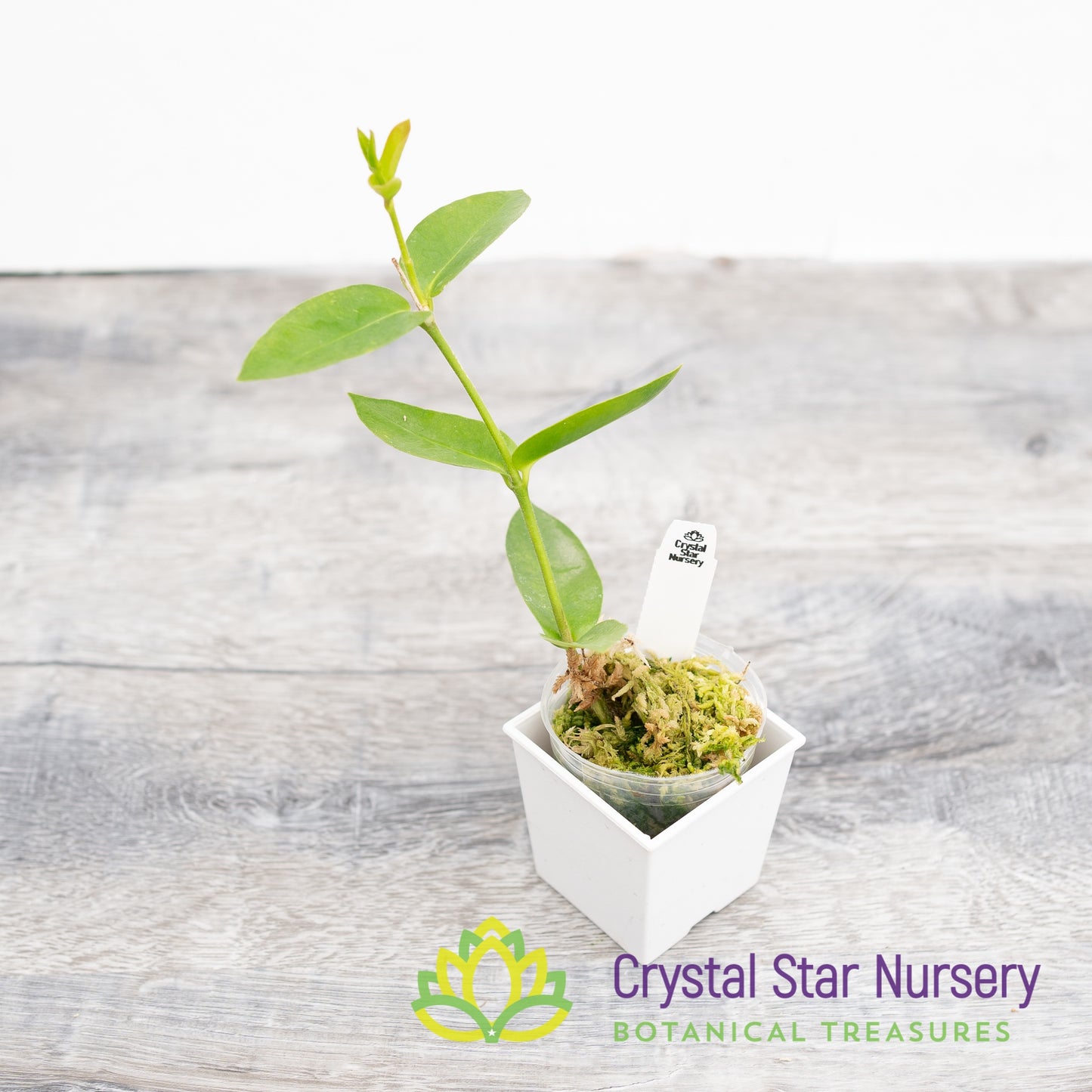 Hoya densifolia (Dark Corona)
