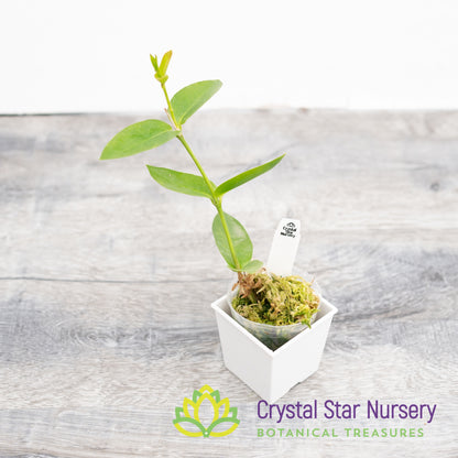 Hoya densifolia (Dark Corona)