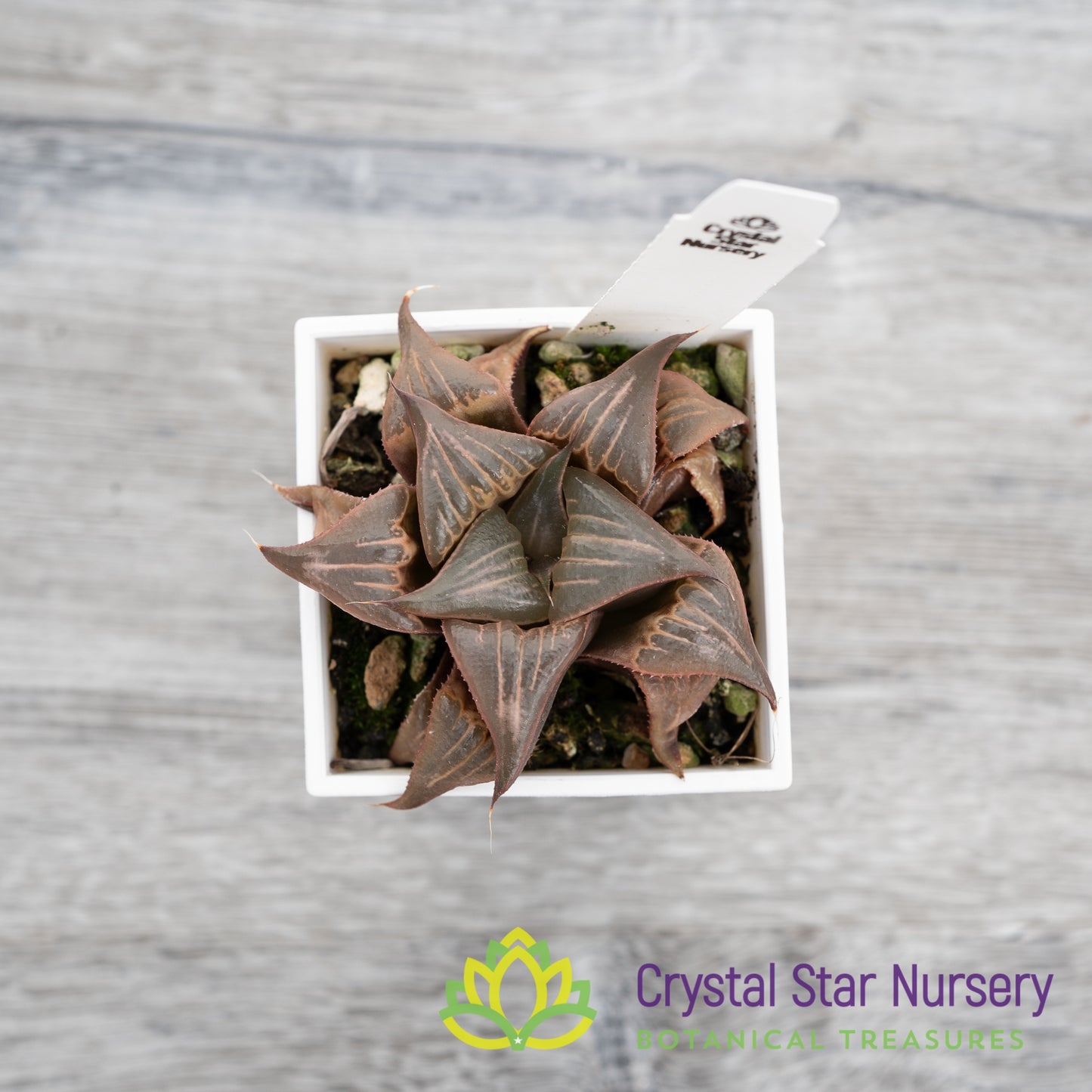 Haworthia badia 'Pinky' (LS156)