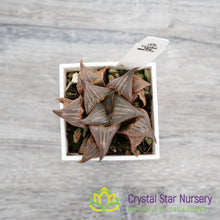 Haworthia badia 'Pinky' (LS156)