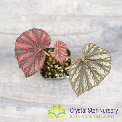 Begonia 'Candy Stripes'