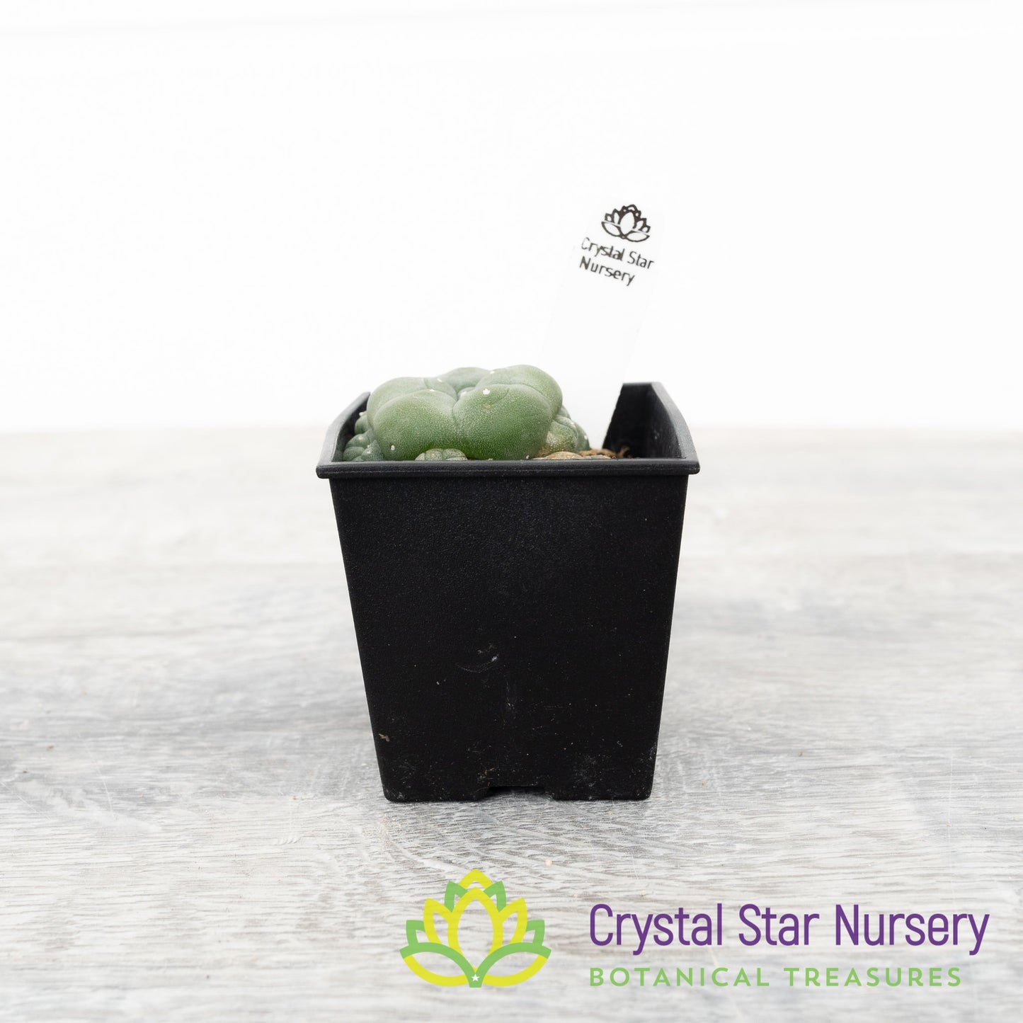 Lophophora hybrid