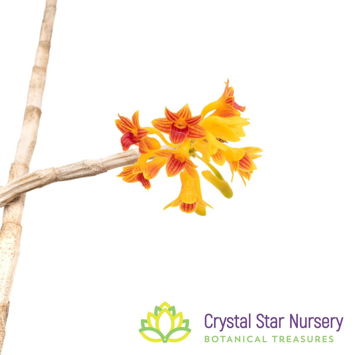 Dendrobium Bullenianum