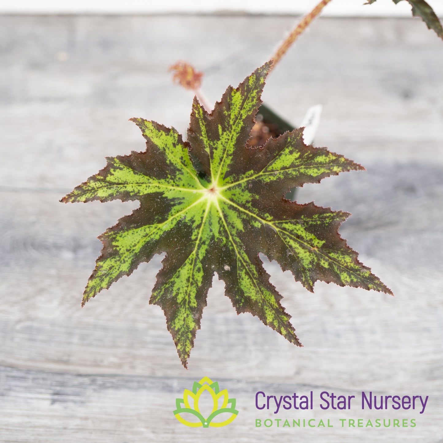 Begonia Heracleifolia Hybrid