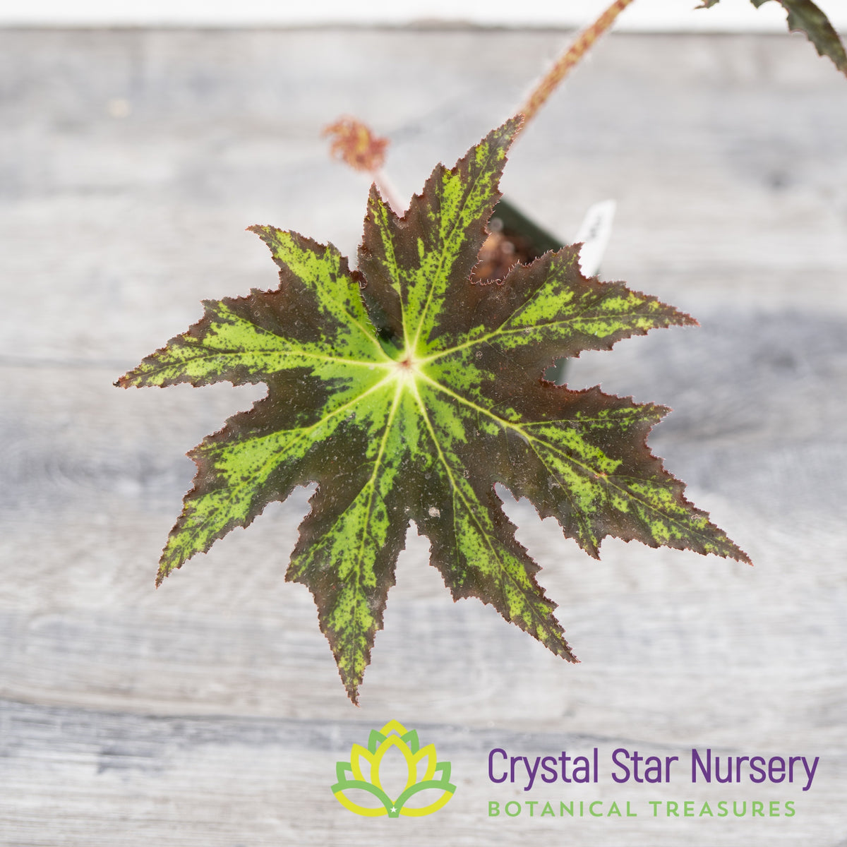 Begonia Heracleifolia Hybrid