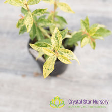 Malpighia glabra 'Barbados Cherry' Variegated