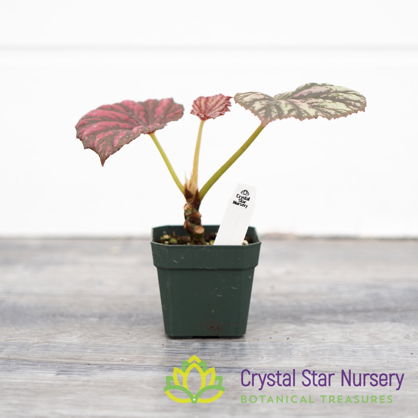 Begonia 'Candy Stripes'