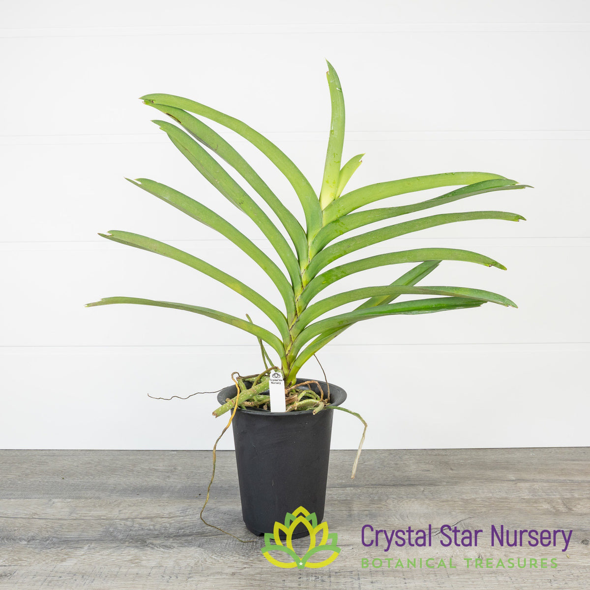 Vanda Tubtim Velvet x Nongkham