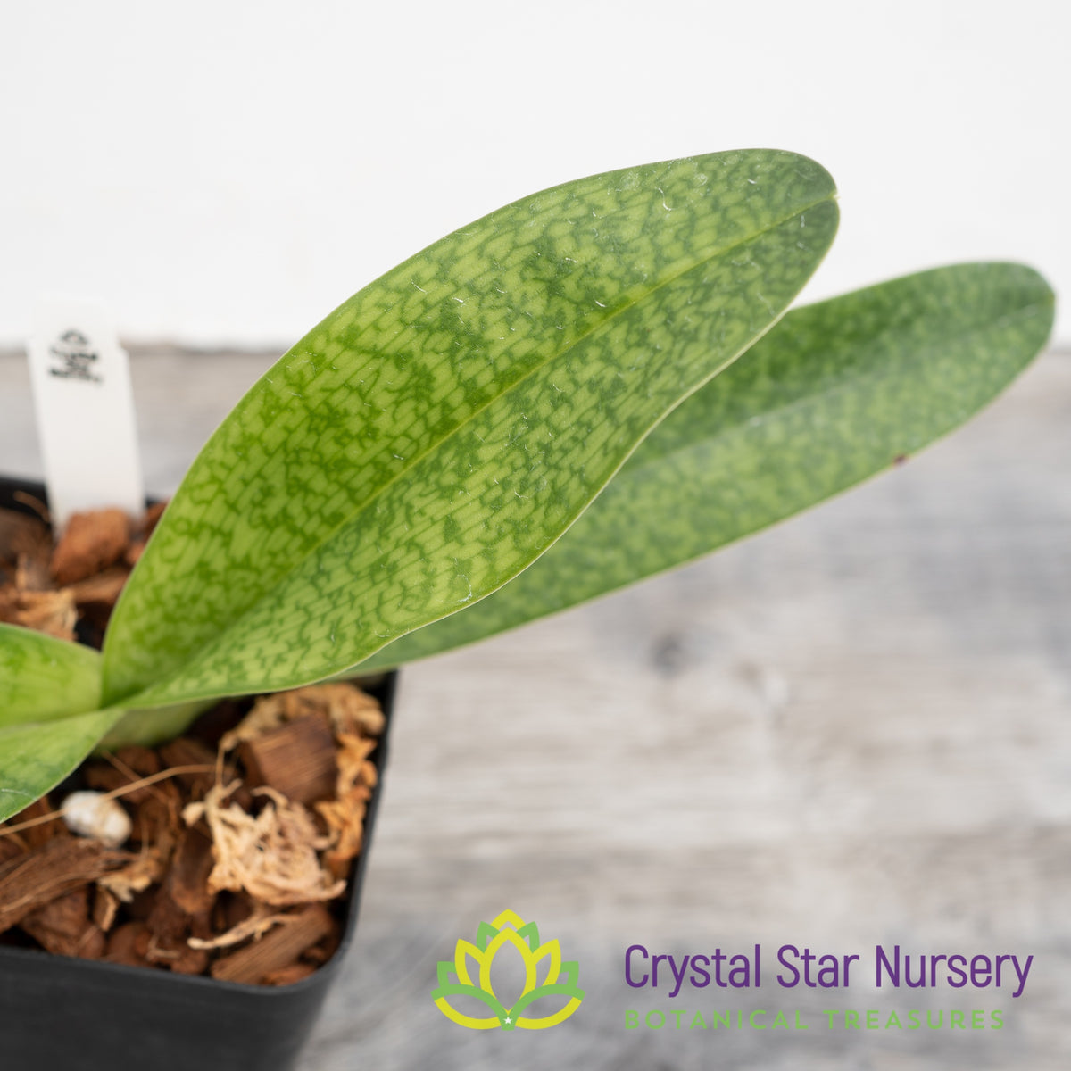 Paphiopedilum Luk Luk (#4)