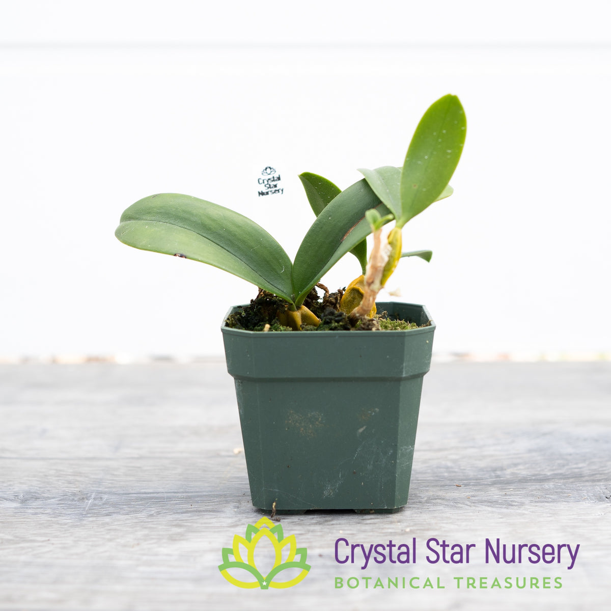 Bulbophyllum Blepharistes (15)