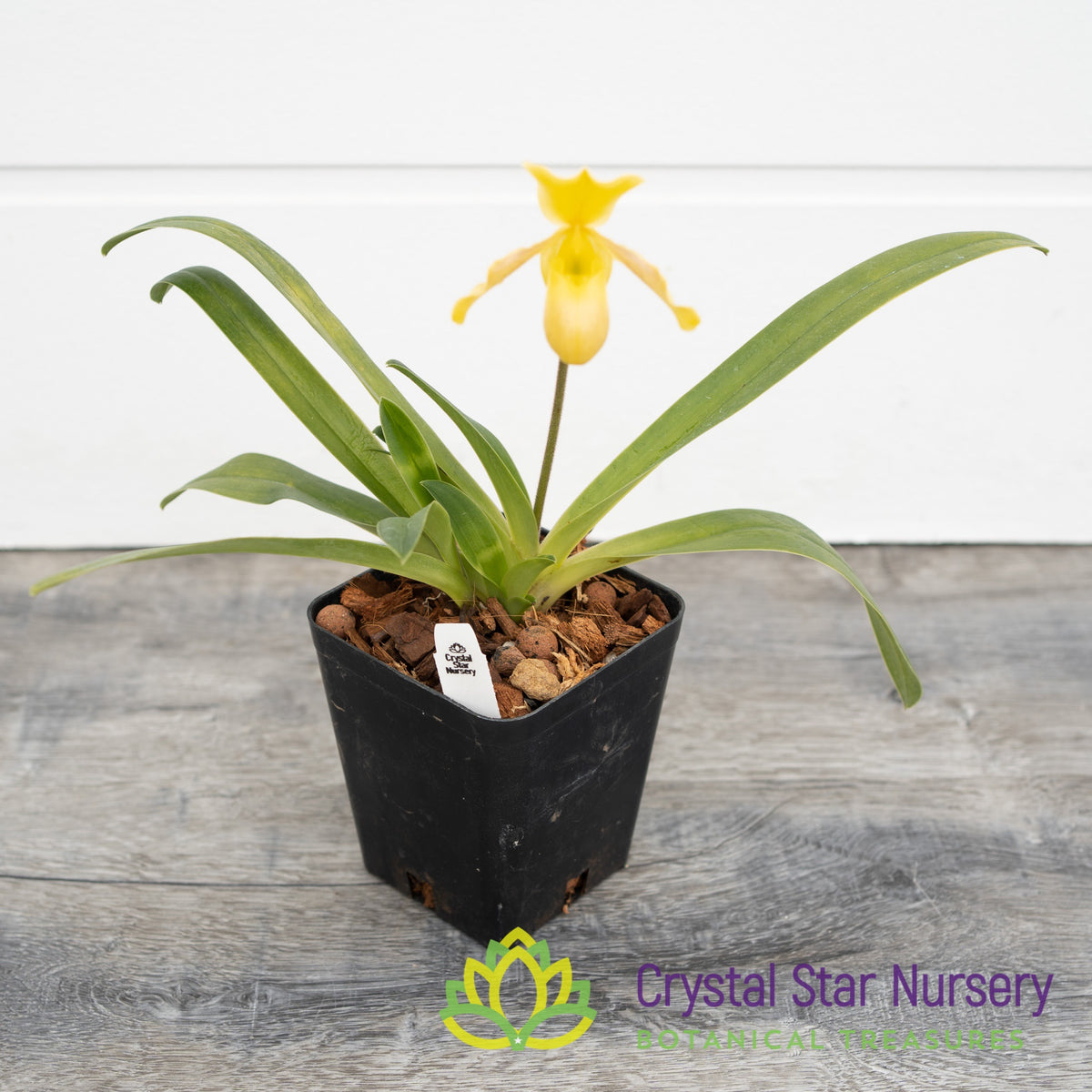 Paphiopedilum Wossner Mini Goldi (#5)