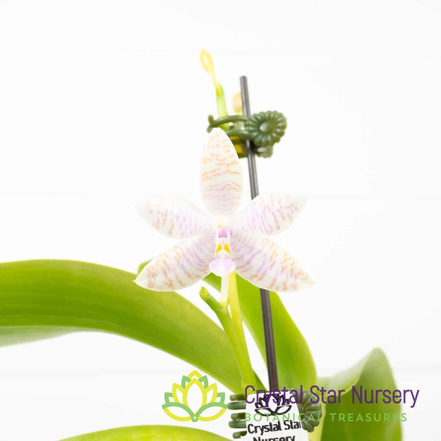 Phalaenopsis Lueddemanniana f. Alba 'Max Snow Lover" x self (A01)