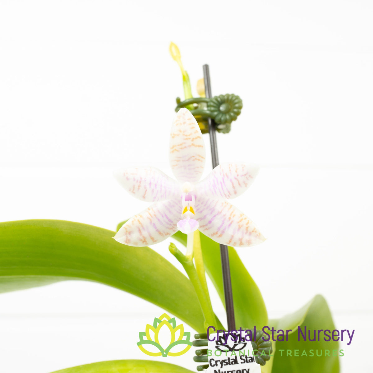Phalaenopsis Lueddemanniana f. Alba x Lueddemanniana f. Coerulea (A01)