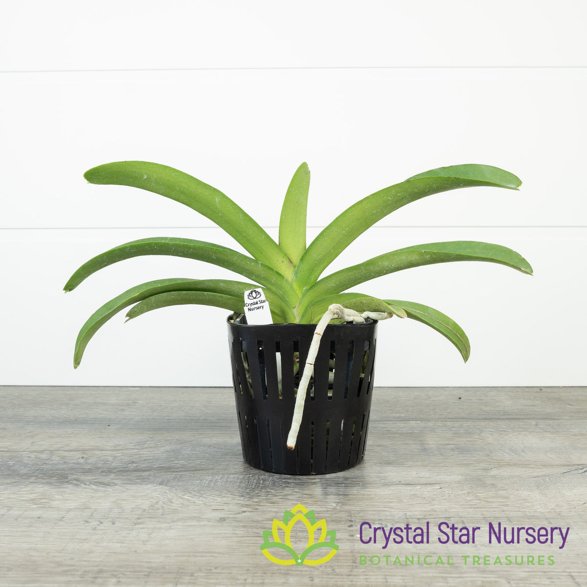 Vanda Wuttipanara Manoonya &#39;Yellow&#39; (#5)