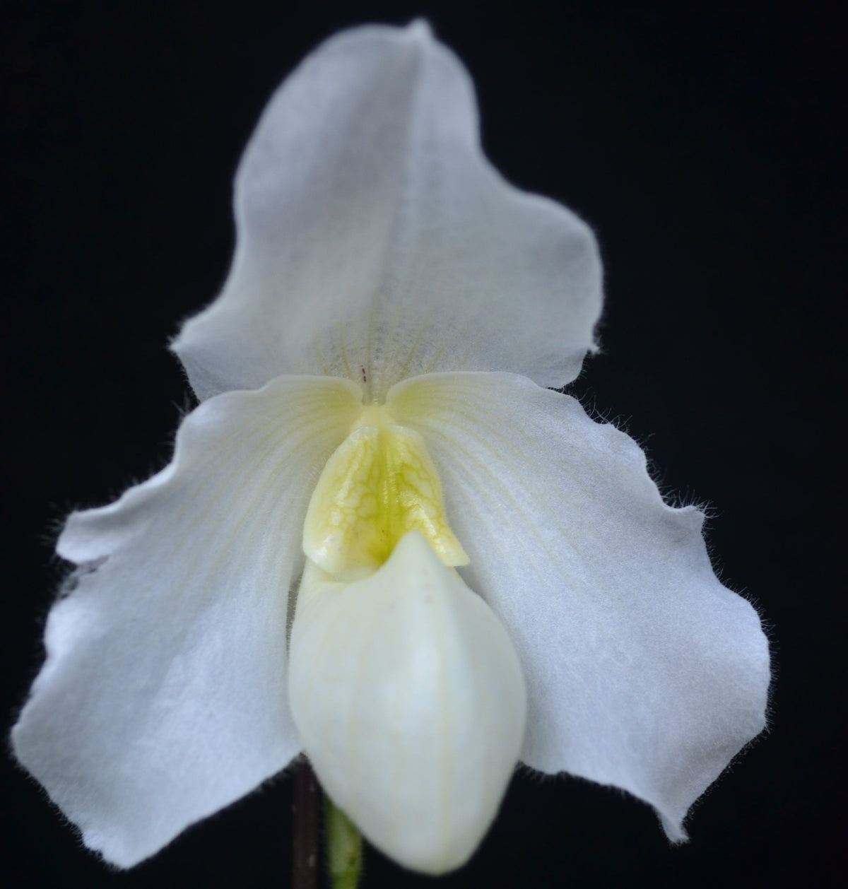 Paphiopedilum Delenatii Album x Fairrieanum Album (Z573)