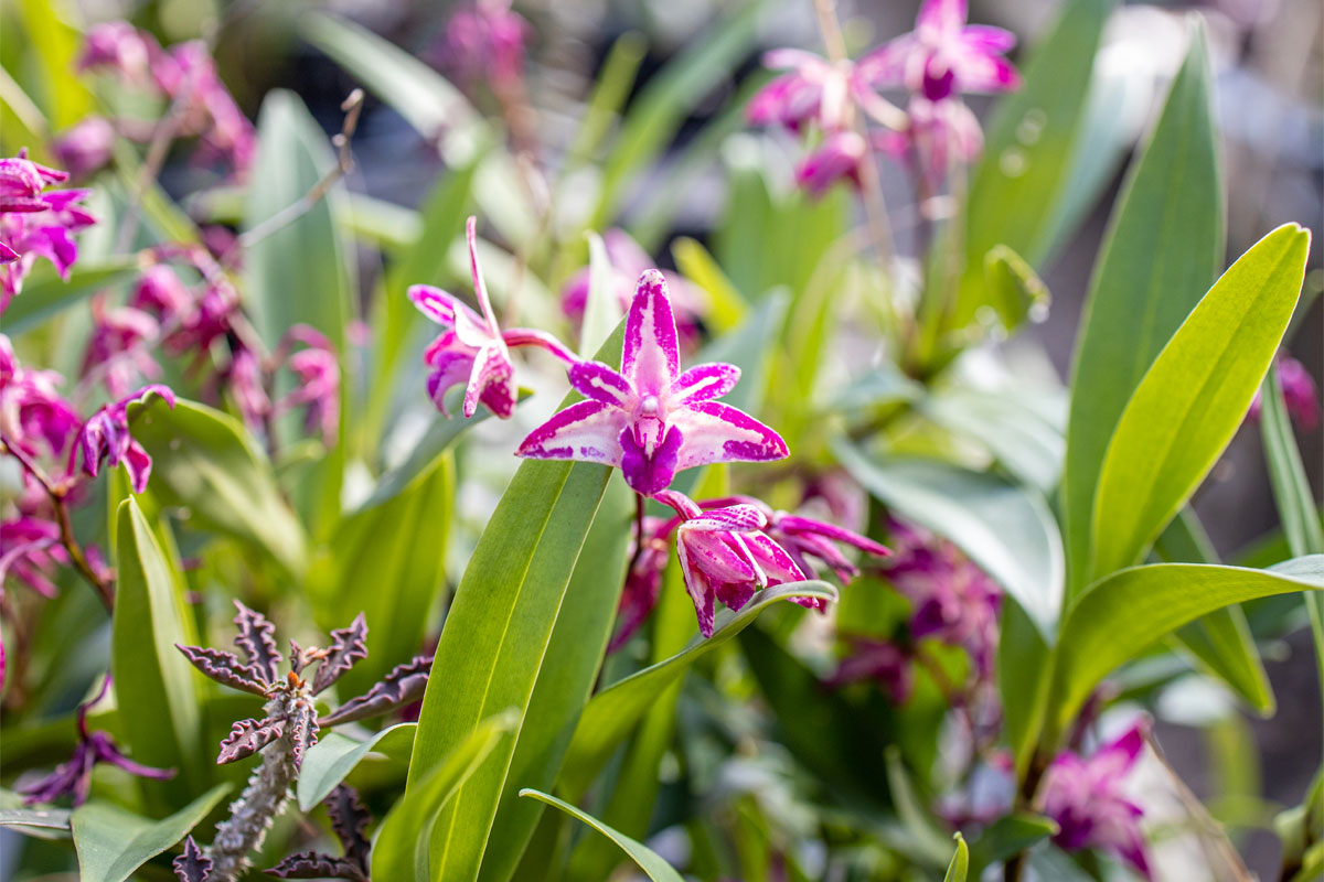 Hoya shepherdii – Crystal Star Nursery
