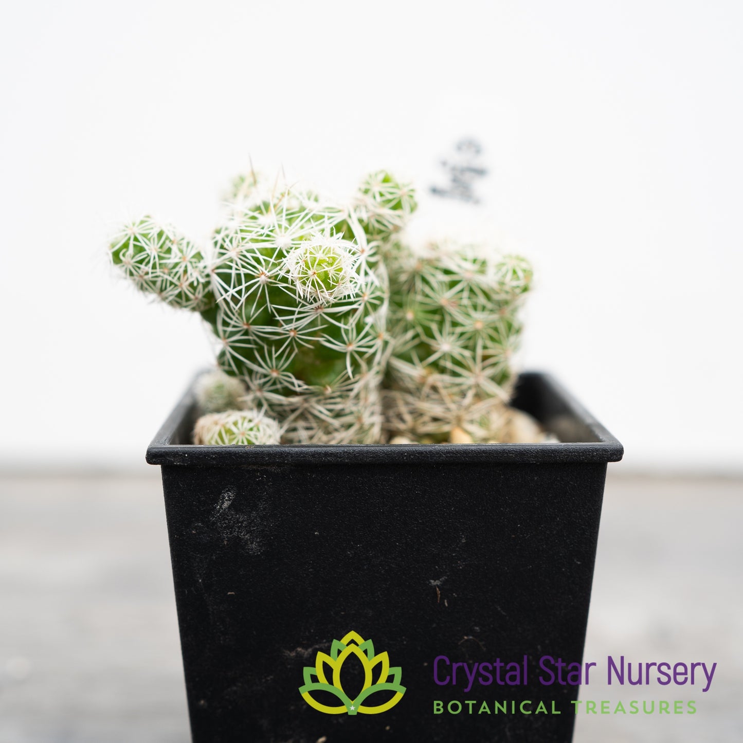 Mammillaria Gracilis Fragilis Thimble Cactus