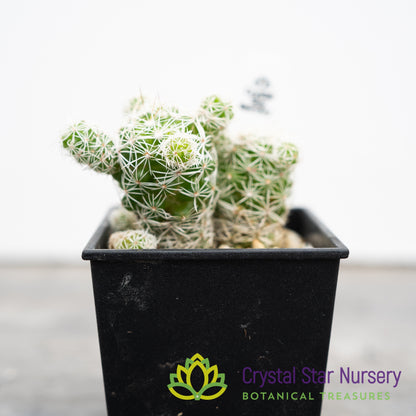 Mammillaria Gracilis Fragilis Thimble Cactus
