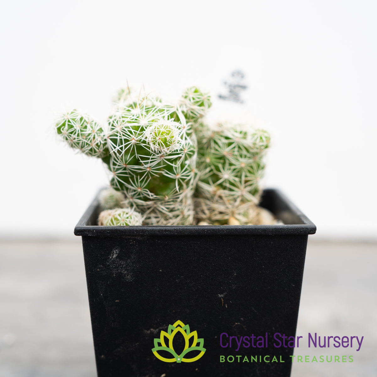 Mammillaria Gracilis Fragilis Thimble Cactus