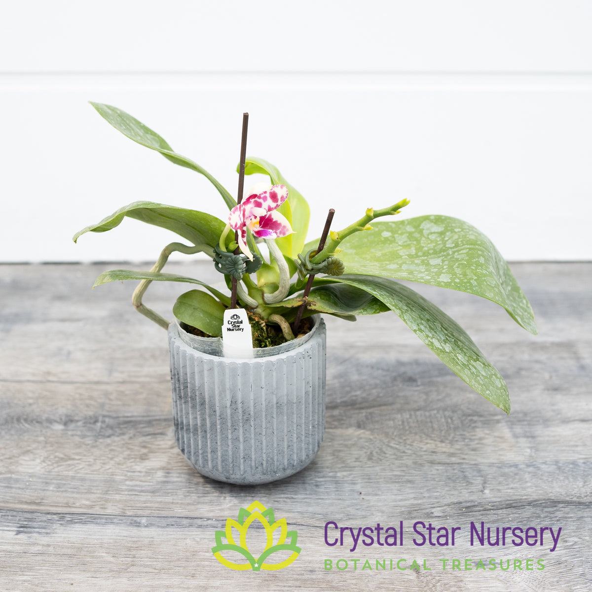 Phalaenopsis KS Super Zebra &#39;Victory&#39;