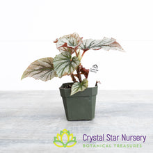 Begonia 'Looking Glass'