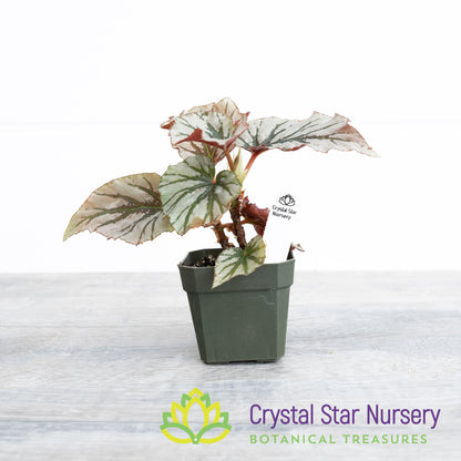 Begonia 'Looking Glass'