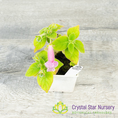 Kohleria ‘Dale’s Furry Fox’