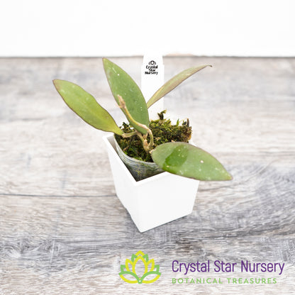 Hoya sp Sabah 'Dragonfly'