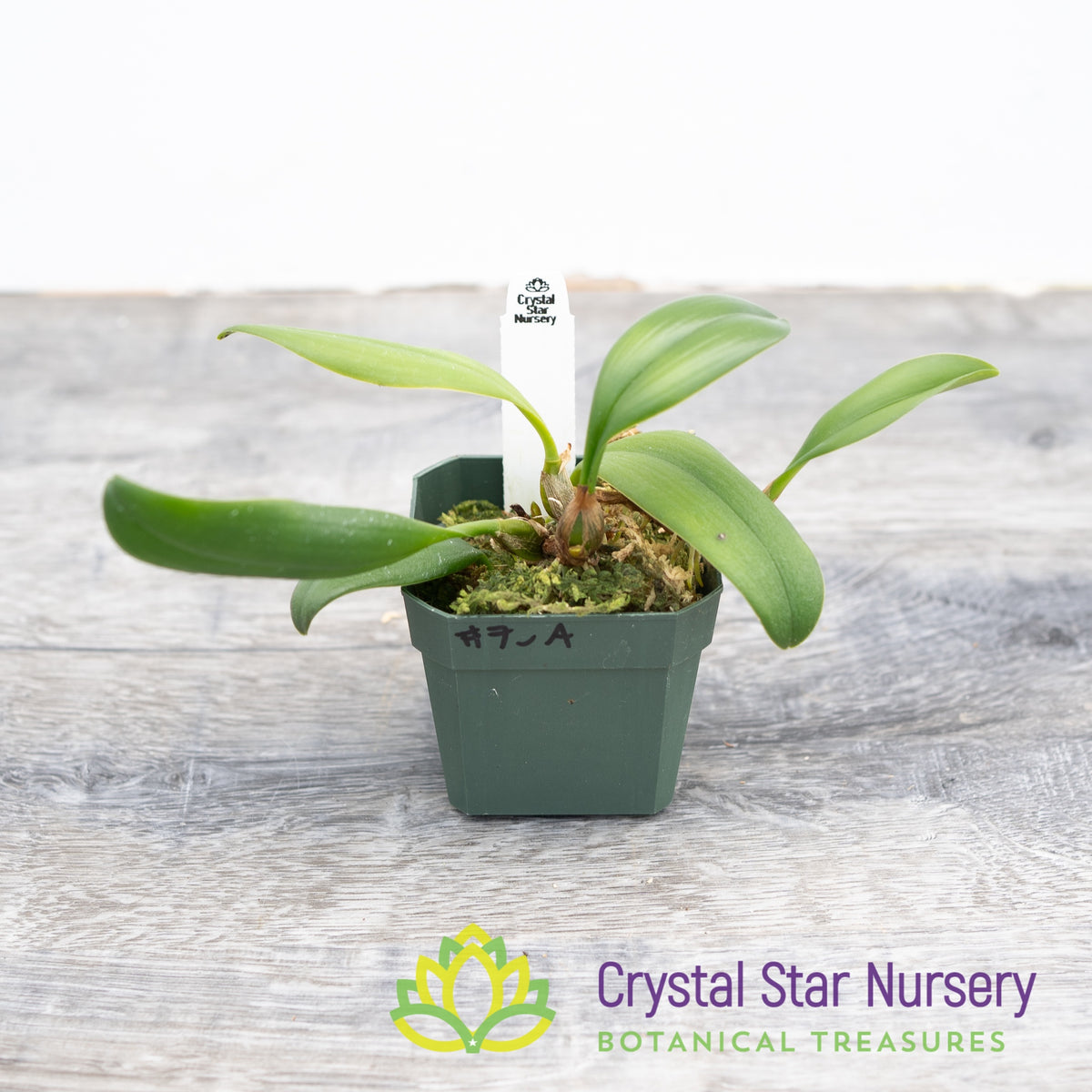 Bulbophyllum Lepidum (7-A)