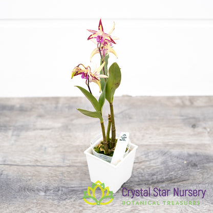 Dendrobium (Gillieston Jazz x Victorian Flare) 'Purple Flecks' x Zip Charm (D19M)