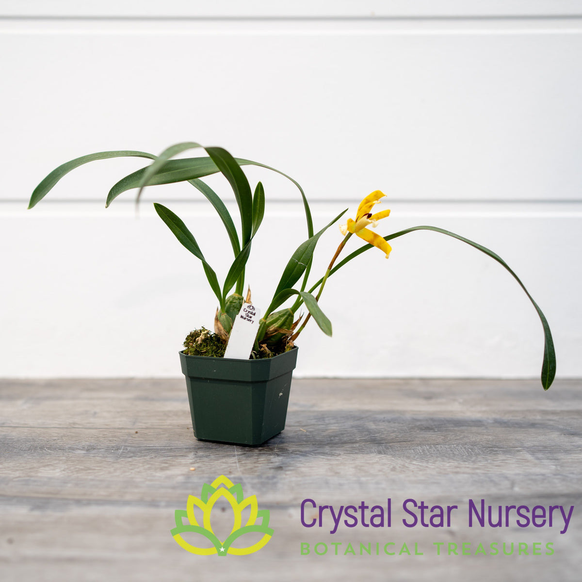 Maxillaria Picta