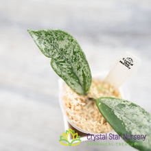 Hoya 'Wilbur Graves' (China)