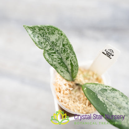 Hoya 'Wilbur Graves' (China)