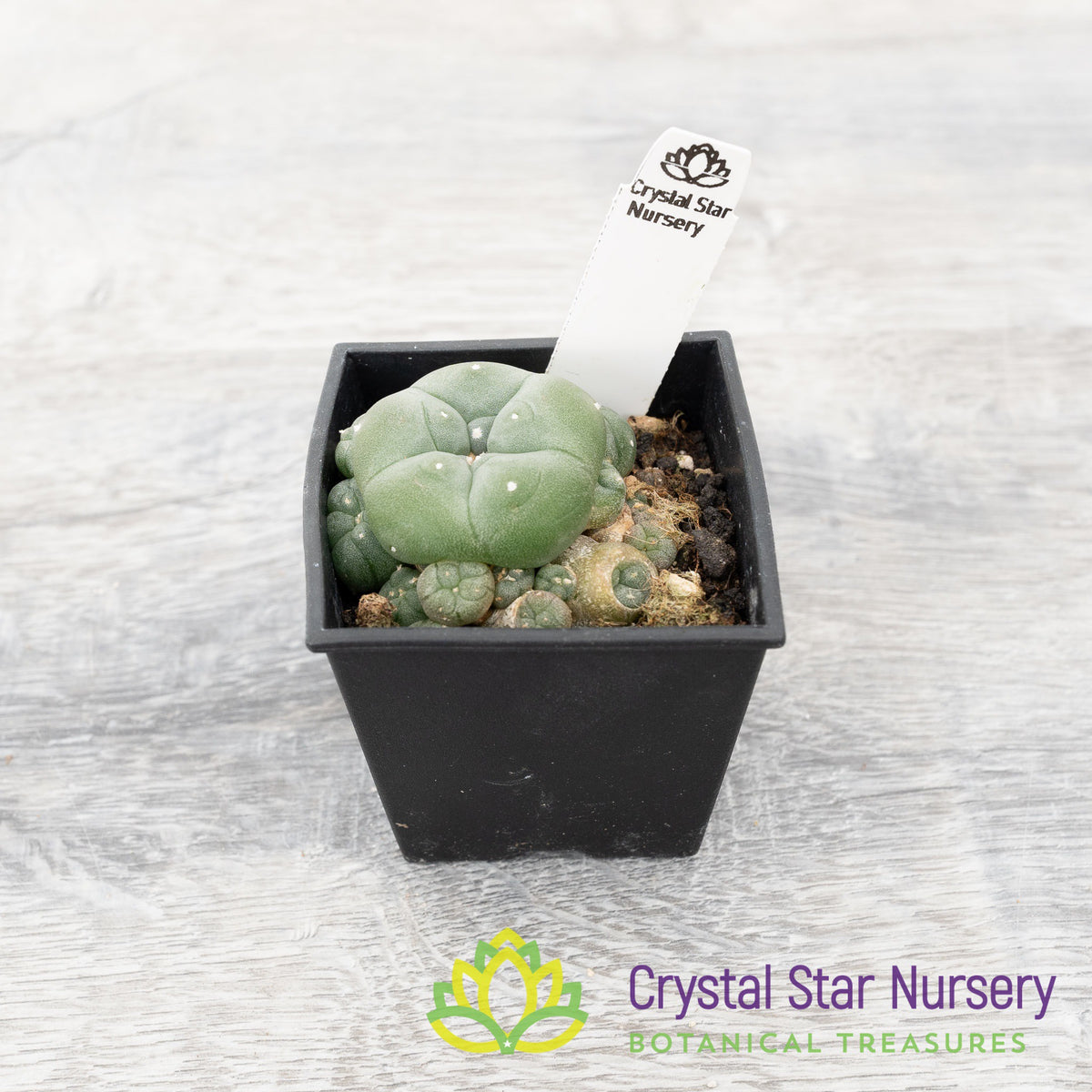 Lophophora hybrid