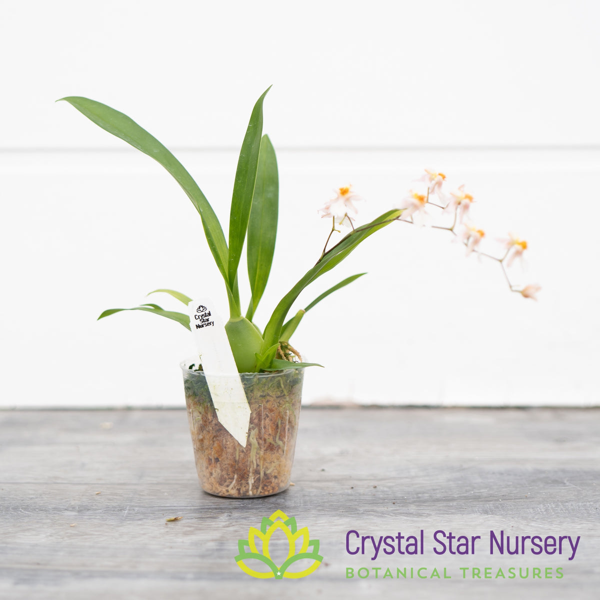 Oncidium Tsiku Marguerite