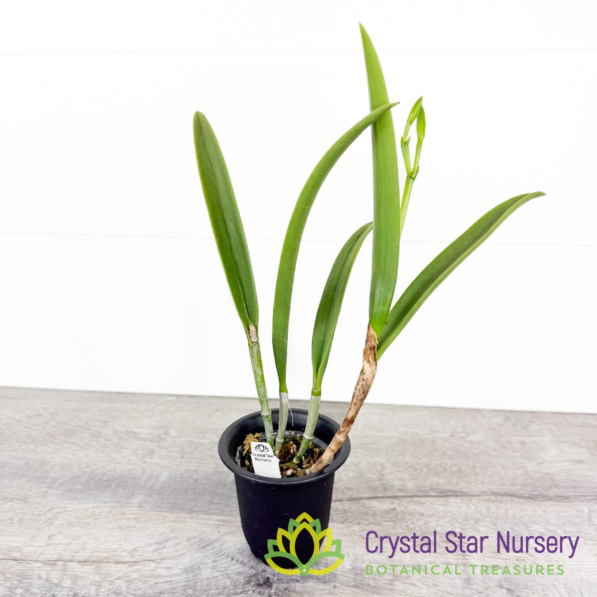 Bc Gulfshore's Beauty 'Green Gem' (YD136)