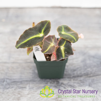 Begonia Listada
