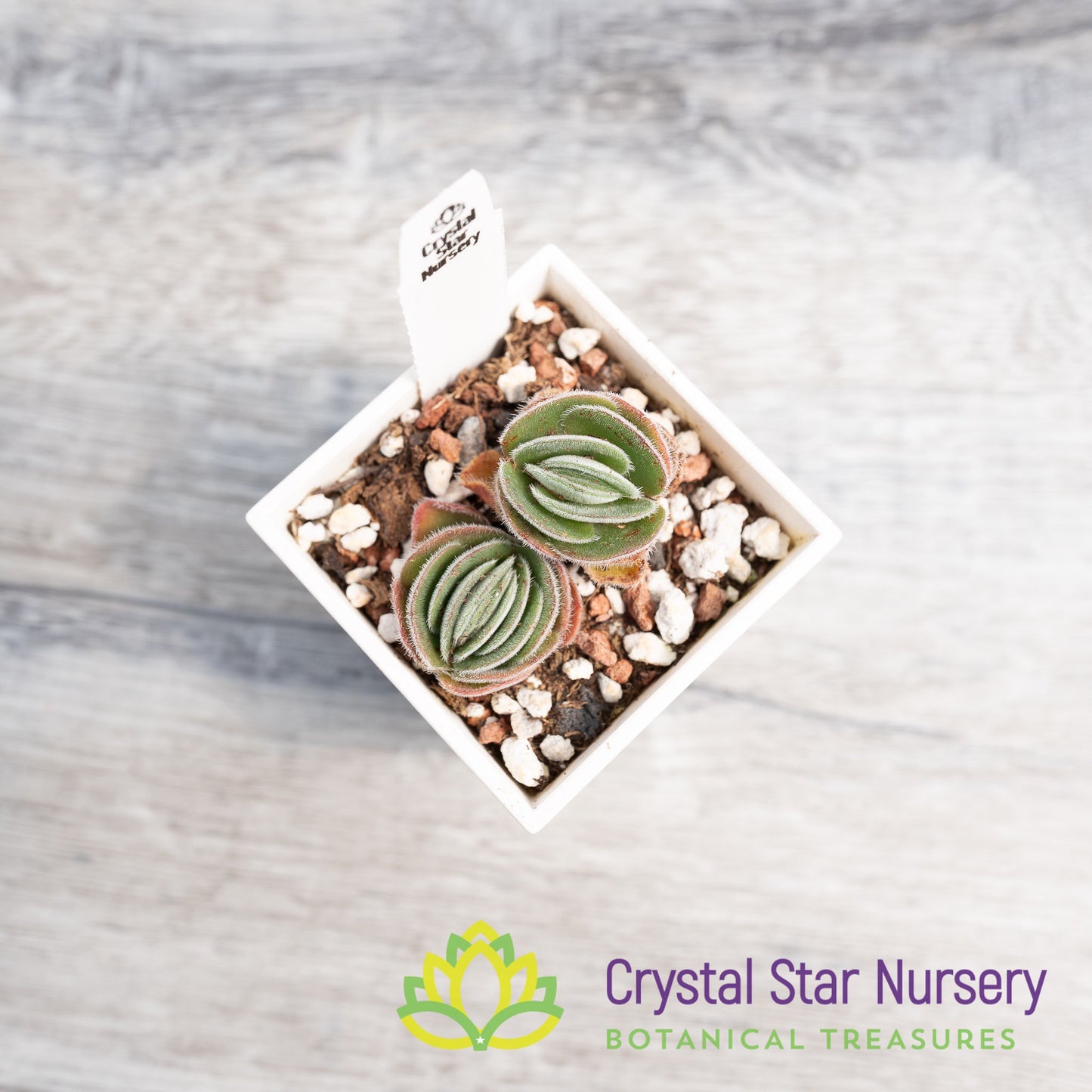 Crassula Tomentosa