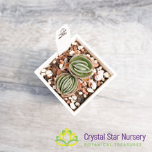 Crassula Tomentosa