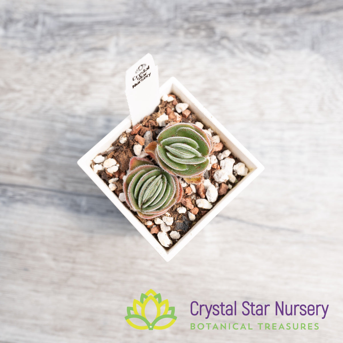 Crassula Tomentosa