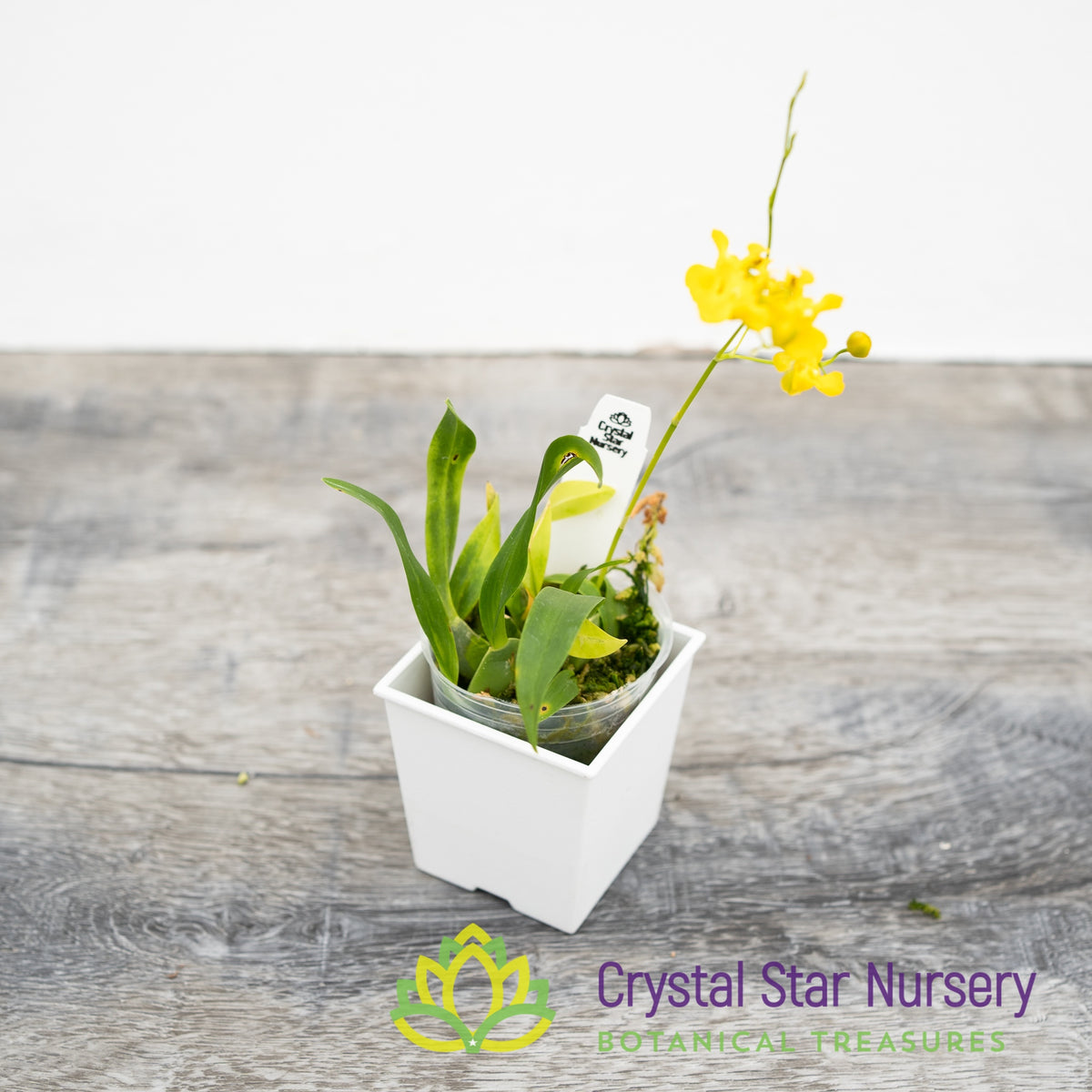 Oncidium Cheirophorum