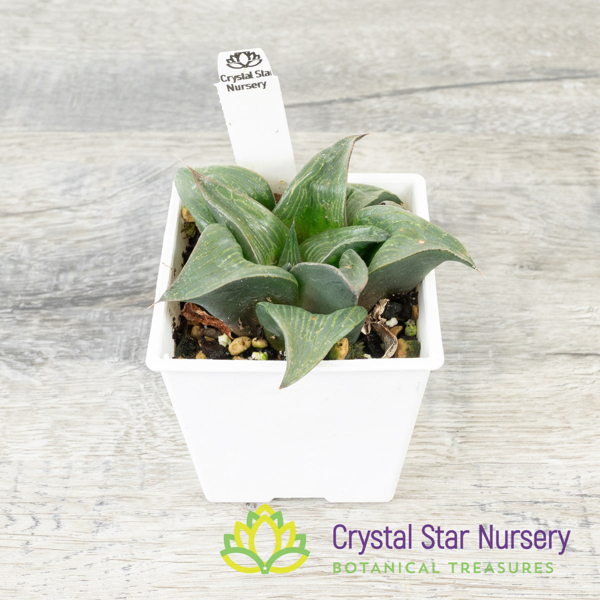 Haworthia Comptoniana Hybrid (YZ001)