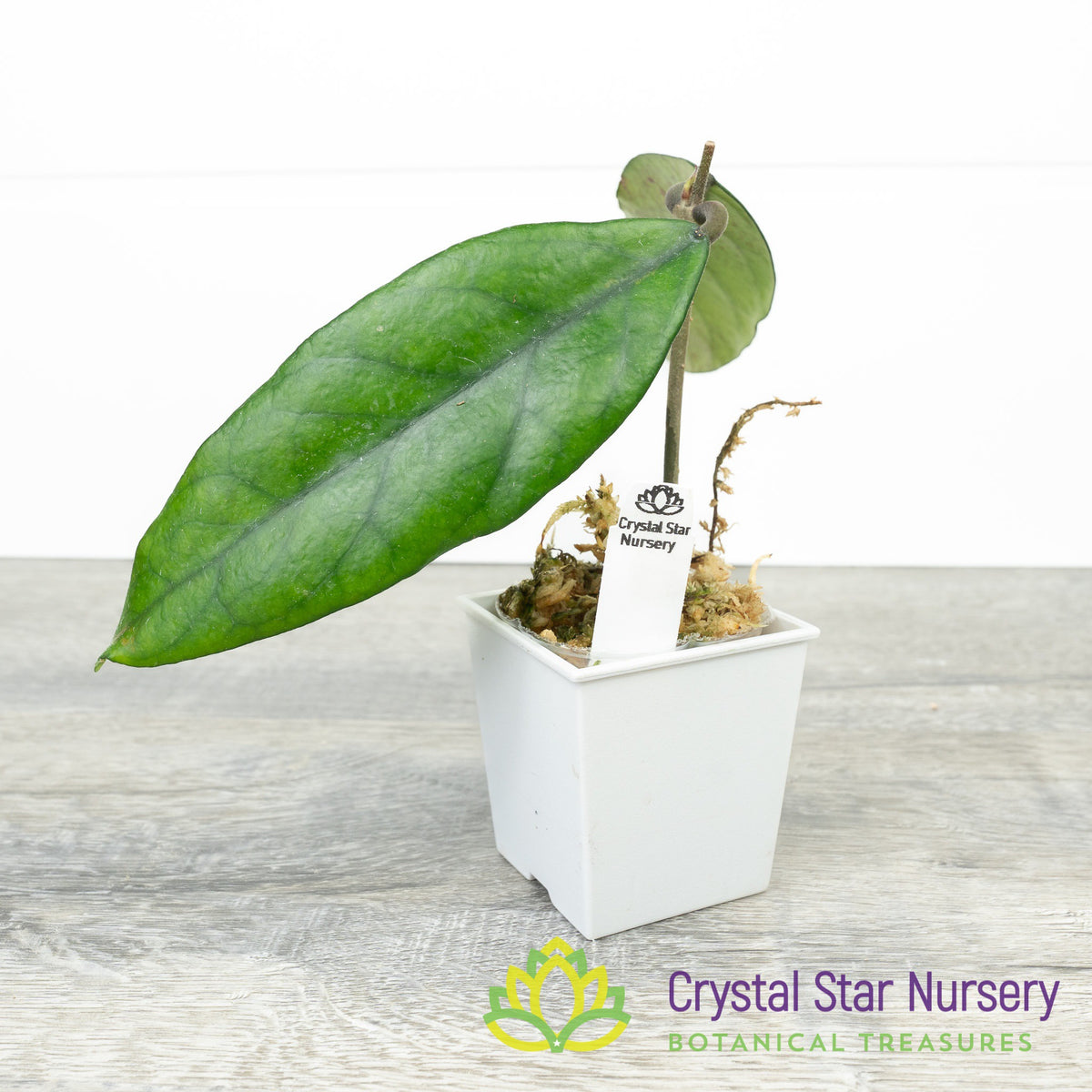Hoya sp Singapore