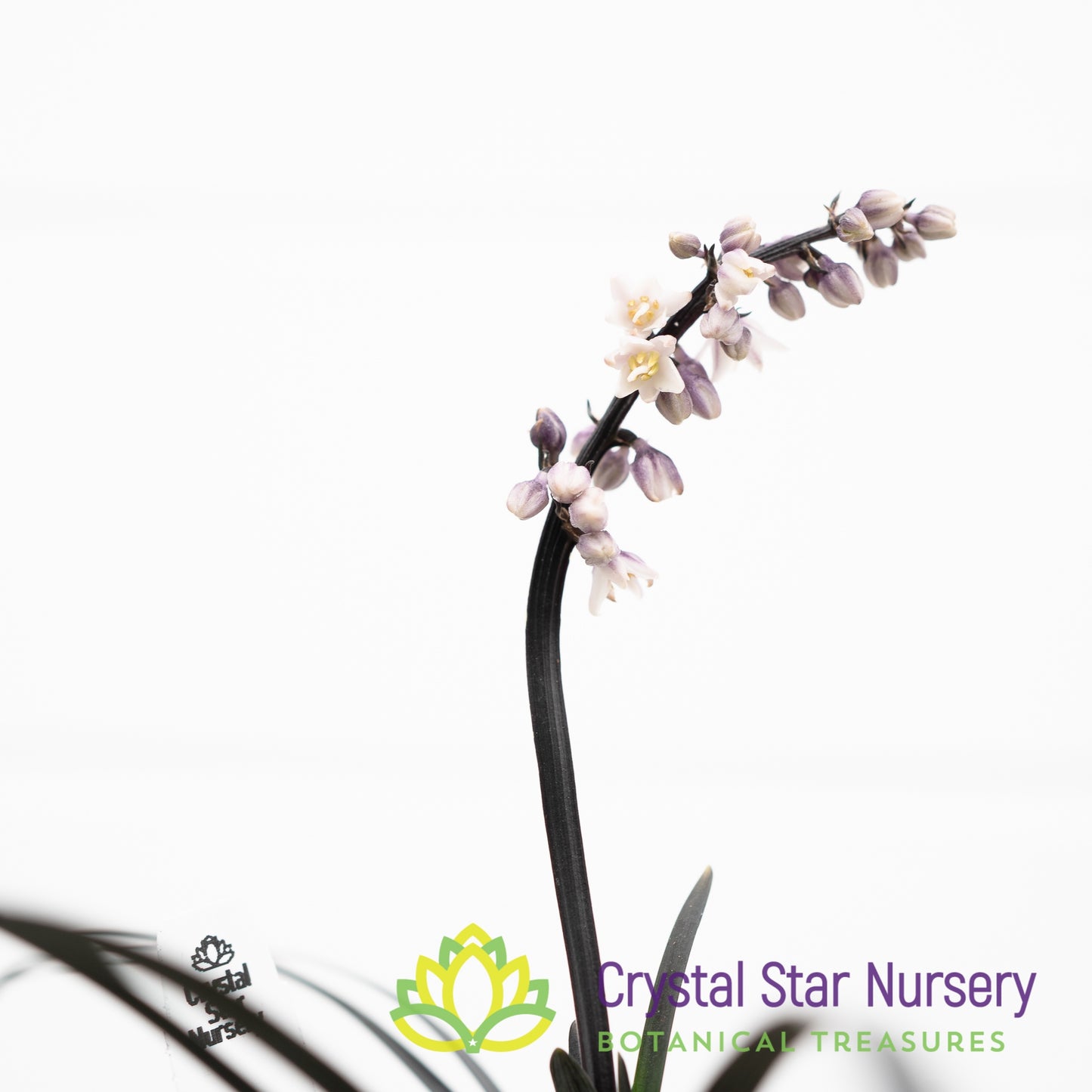 Ophiopogon Planiscapus 'Nigrescens'