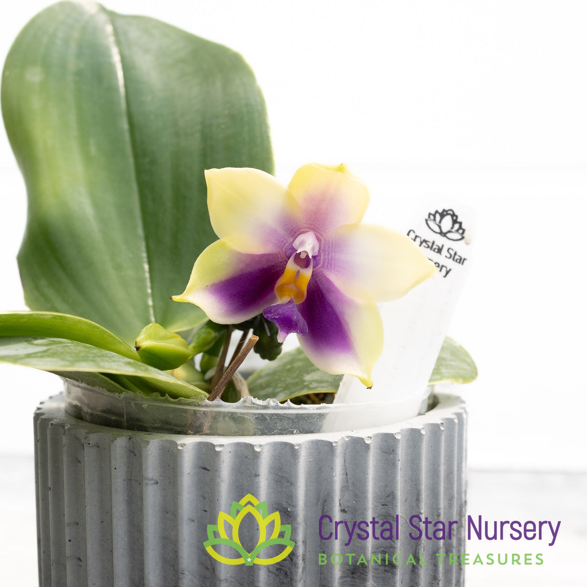 Phalaenopsis Bellina var. Coerulea x sib (1) Crystal Star Nursery