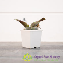 Psychopsis Mendenhall 'Hildos' FCC/AOS