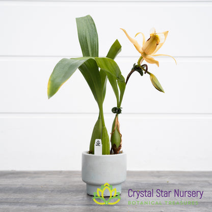 Coelogyne Lawrenceana
