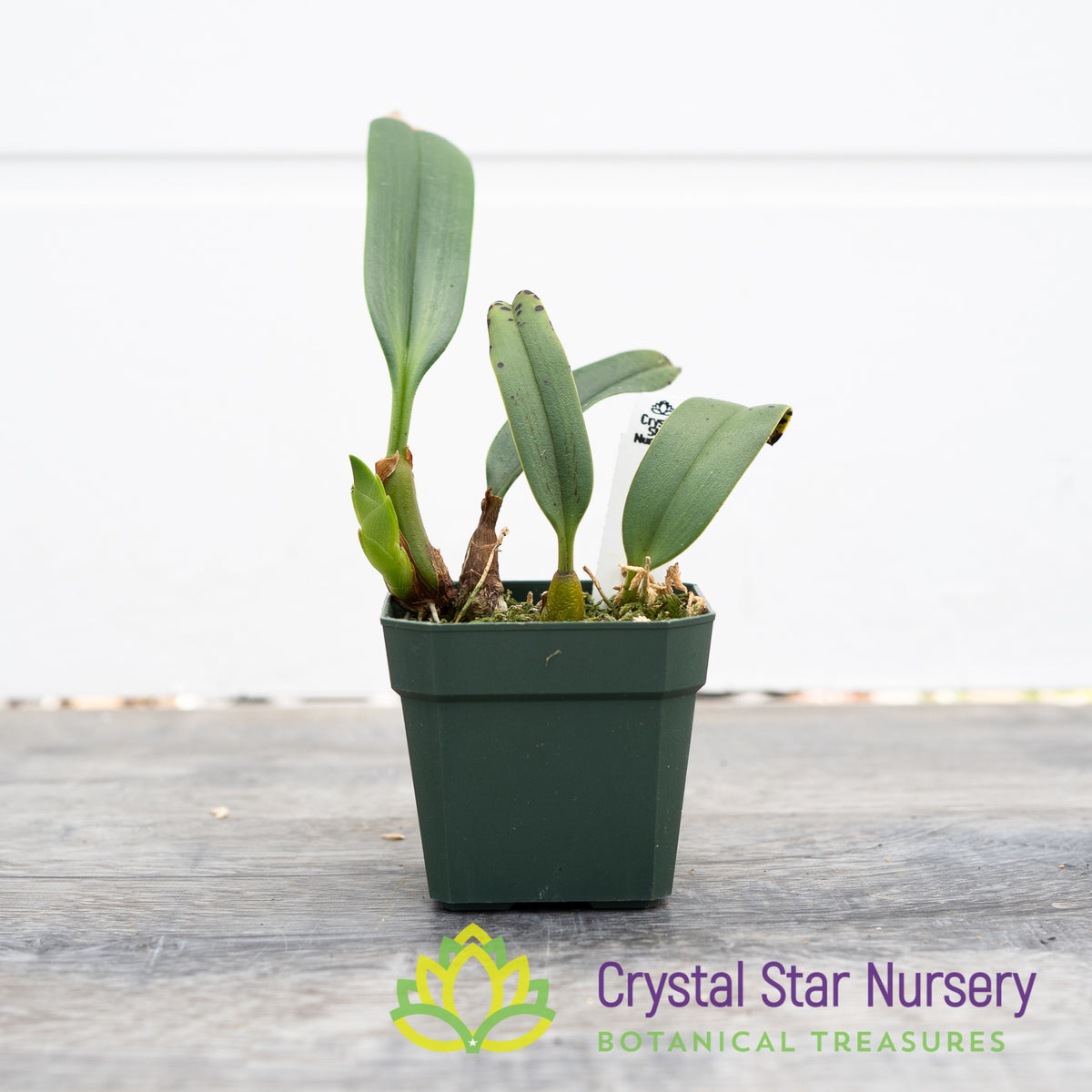 Bulbophyllum Santosii (30)